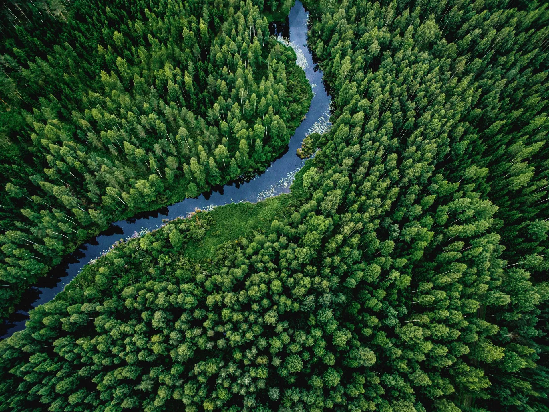 Aerial view of a winding river flowing through a dense, green forest.